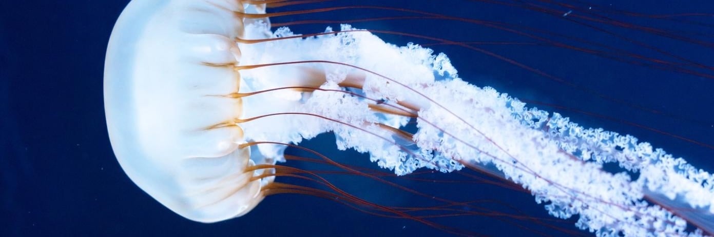 jellyfish swimming