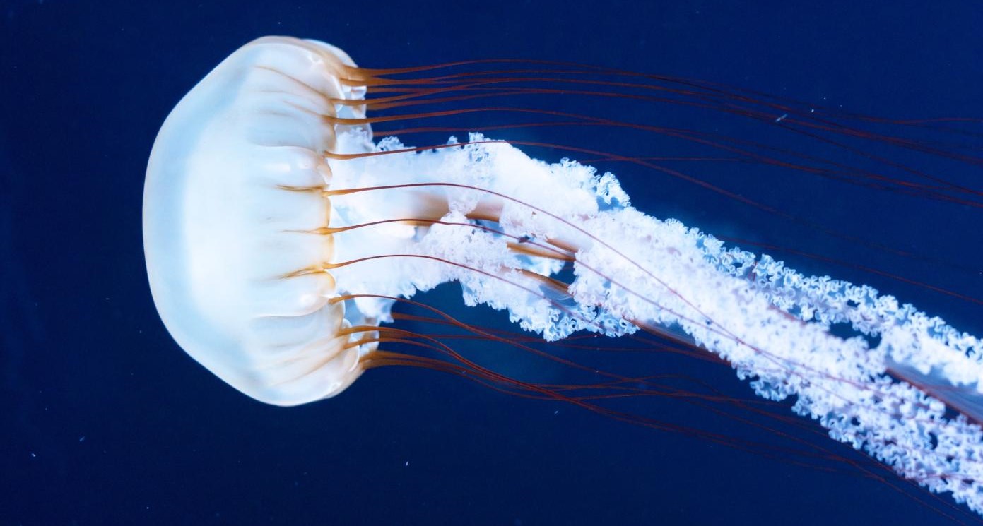jellyfish swimming