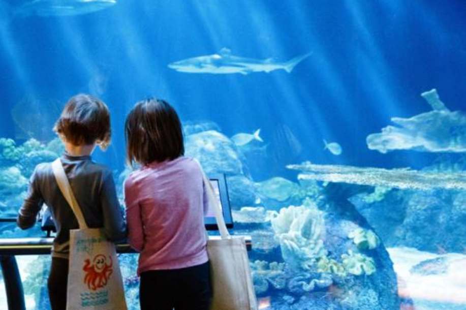 children looking at fish